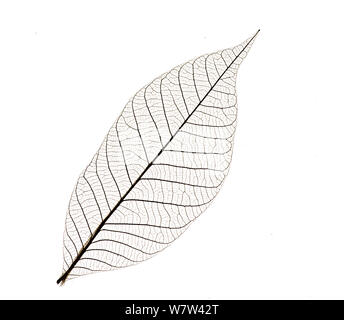 Lo scheletro di foglia di gomma para tree (Hevea Brasiliensis) Foto Stock