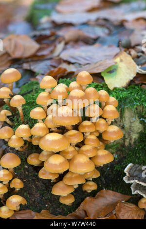 Woodtuft inguainato funghi Kuehneromyces mutabilis) Surrey, Inghilterra, Regno Unito, novembre. Foto Stock