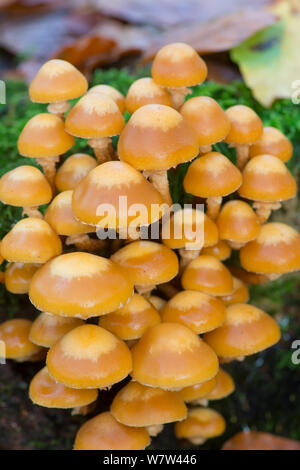 Inguainato (Woodtuft Kuehneromyces mutabilis) Surrey, Inghilterra, Regno Unito, novembre. Foto Stock