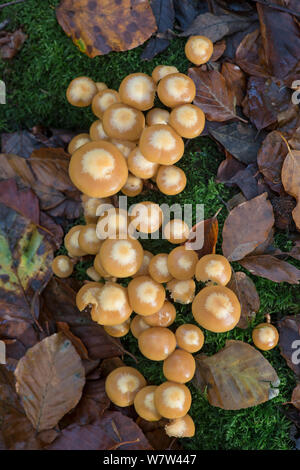 Woodtuft inguainato funghi Kuehneromyces mutabilis) Surrey, Inghilterra, Regno Unito, novembre. Foto Stock