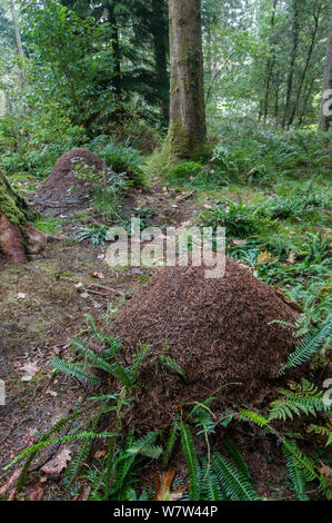 Legno formica (Formica rufa) nido nel bosco di conifere. Snowdonia, Wales, Regno Unito, ottobre. Foto Stock