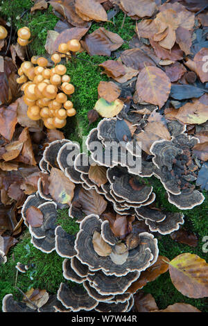 Inguainato (Woodtuft Kuehneromyces mutabilis) e Turkeytail (Trametes versicolor) funghi, Surrey, England, Regno Unito, novembre. Foto Stock