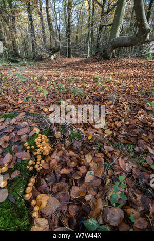 Inguainato (Woodtuft Kuehneromyces mutabilis) e Turkeytail (Trametes versicolor) Surrey, Inghilterra, Regno Unito, novembre. Foto Stock