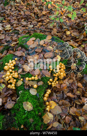 Inguainato (Woodtuft Kuehneromyces mutabilis) e Turkeytail (Trametes versicolor) funghi Surrey, Inghilterra, Regno Unito, novembre. Foto Stock