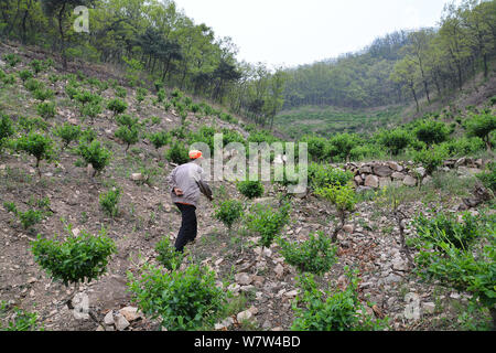 Il 63-anno-vecchio uomo cinese Li Jixiang cammina verso la montagna Jiuxian punto panoramico nella città di Rizhao, est della Cina di provincia di Shandong, 25 aprile 2017. Li Foto Stock