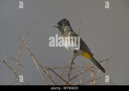 Bulbul Yellow-Vented (Pycnonotus barbatus) su un ramo, Samburu Riserva nazionale del Kenya. Foto Stock