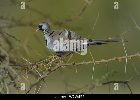 Namaca Colomba (Oena capensis) giovani sul ramo, Kenya. Foto Stock