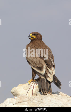 Steppa eagle (Aquila nipalensis) su roccia, Oman, Novembre Foto Stock