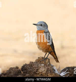 Rufous tailed rock tordo (Monticola saxatilis) maschio, Oman, Aprile Foto Stock