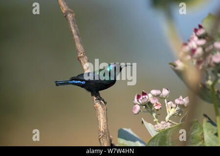 Palestina sunbird (Cinnyris osea) Oman, Novembre Foto Stock