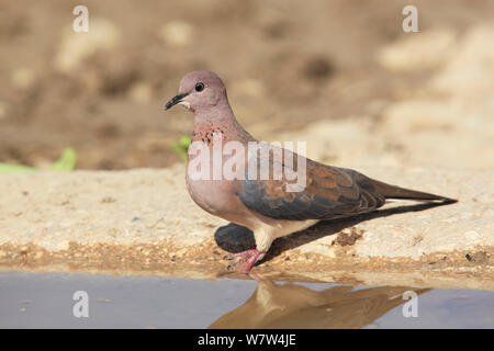 Ridendo colomba (Streptopelia senegalensis) in acqua, Oman, Settembre Foto Stock