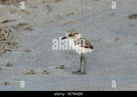 Fratino (Charadrius alexandrinus) pulcino, Oman, può Foto Stock