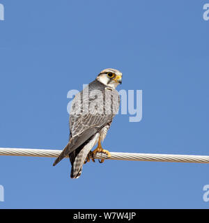 Lanner falcon (Falco biarmicus) sul filo, Oman, Gennaio Foto Stock