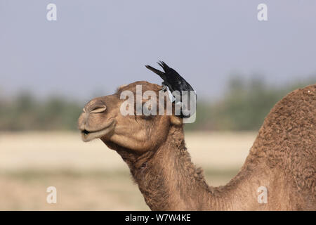 Casa crow (Corvus splendens) alimentazione su insetti dal cammello arabo (Camelus dromedarius), Oman, Gennaio Foto Stock