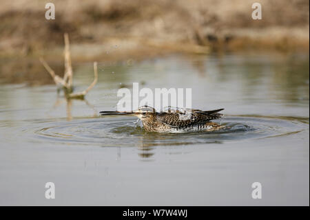 Beccaccino (Gallinago gallinago) balneazione, Oman, Settembre Foto Stock