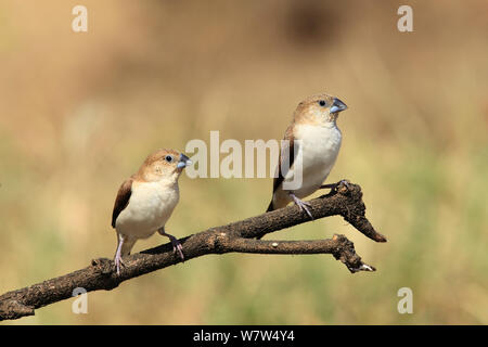 African silverbill (Lonchura cantans) due sul ramo, Oman, Settembre Foto Stock