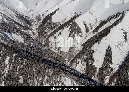 Forest line su Western montagne del Caucaso con Nordmann abete (Abies nordmanniana) vicino Djuga ridge, Russia, marzo 2013. Foto Stock