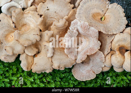 Oyster amaro (Panellus stipticus) che cresce su un tronco di albero, Belgio, ottobre. Foto Stock