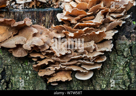 Oyster amaro (Panellus stipticus) che cresce su un ceppo di albero, Belgio, ottobre. Foto Stock