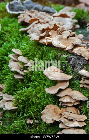 Oyster amaro (Panellus stipticus) che cresce su un ceppo di albero, Belgio, ottobre. Foto Stock