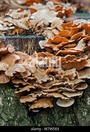 Oyster amaro (Panellus stipticus) che cresce su un ceppo di albero, Belgio, ottobre. Foto Stock