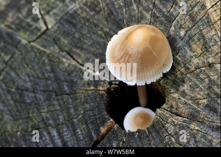 Cofano comune (Mycena galericulata) crescente a partire da un ceppo di albero, Belgio, ottobre. Foto Stock