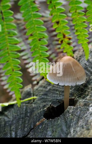 Cofano comune (Mycena galericulata) crescente a partire da un ceppo di albero, Belgio, ottobre. Foto Stock