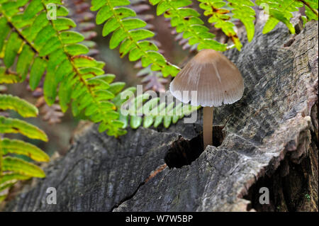 Cofano comune (Mycena galericulata) crescente a partire da un ceppo di albero, Belgio, ottobre. Foto Stock