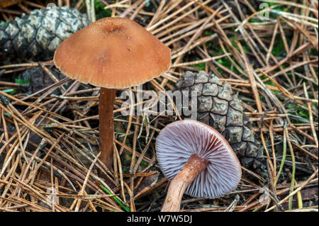 Scurfy seminatori di errori (Laccaria Proxima), Belgio, ottobre Foto Stock