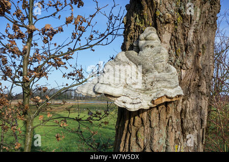 Staffa Tinder fungo (Fomes fomentarius) che cresce su un farnia (Quercus robur), Belgio, Dicembre. Foto Stock