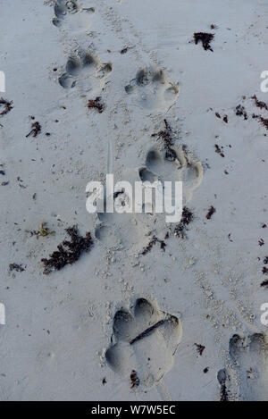 Hippo orme (Hipopotamus amphibius) nella sabbia di una spiaggia, Orango Isola, Guinea Bissau. Foto Stock