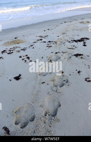 Hippo orme (Hipopotamus amphibius) nella sabbia di una spiaggia, Orango Isola, Guinea Bissau. Foto Stock