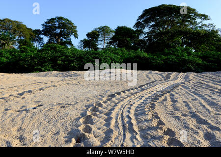 Le vie di tartaruga verde (Chelonia Mydas) sulla spiaggia di sabbia, Guinea Bissau. Foto Stock