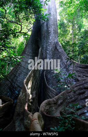 Grande kapok (Ceiba pentandra) tree, del tronco e radici quadrate, Cantanhez National Park, la Guinea Bissau. Foto Stock