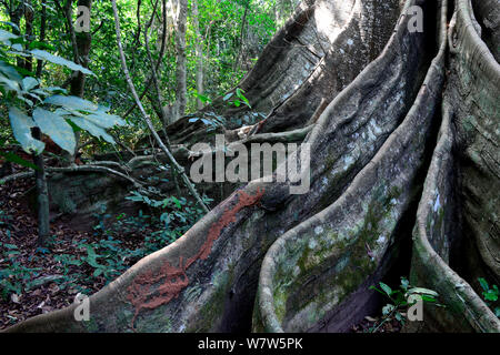 Grande kapok (Ceiba pentandra)contrafforte radici di albero, Cantanhez National Park, la Guinea Bissau. Foto Stock