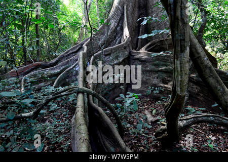 Grande kapok (Ceiba pentandra) contrafforte radici di albero, Cantanhez National Park, la Guinea Bissau. Foto Stock