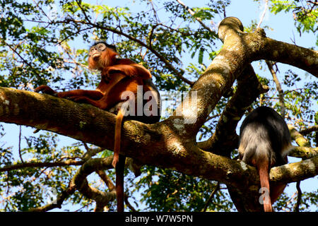 Guinea superiore Red Colobus Monkey (Procolobus badius badius) Cantanhez National Park, la Guinea Bissau. Foto Stock