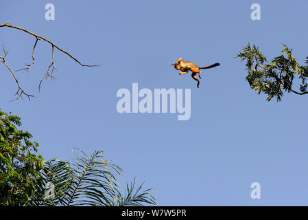 Guinea superiore Red Colobus Monkey (Procolobus badius badius) saltando da albero ad albero, Cantanhez National Park, la Guinea Bissau. Foto Stock