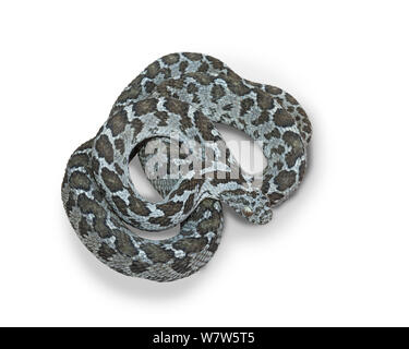 Comune / romboidali di uovo di serpente mangiare (Dasypeltis scabra) avvolto a ricciolo, presa contro uno sfondo bianco, Springbok, Sud Africa. Foto Stock