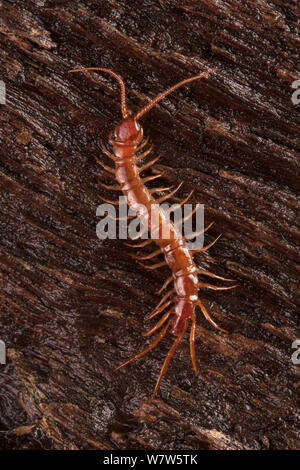 Marrone (Centipede Lithobius forficatus) su legno marcescente. Parco Nazionale di Peak District, Derbyshire, Regno Unito. Ottobre. Foto Stock