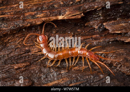 Marrone (Centipede Lithobius forficatus) su legno marcescente. Parco Nazionale di Peak District, Derbyshire, Regno Unito. Ottobre. Foto Stock