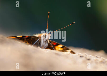 Dipinto di Lady (Vanessa cardui) crogiolarvi al sole su una roccia nella luce della sera. Higger Tor, Parco Nazionale di Peak District, Derbyshire, Regno Unito. Agosto. Foto Stock