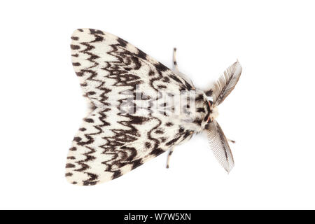 Archi nero (Lymantria monacha) maschio fotografato nel campo mobile studio su uno sfondo bianco. Surrey, Regno Unito. Agosto. Foto Stock