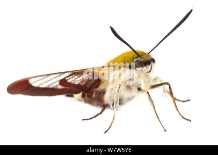 Ampio delimitato Bee Hawkmoth (Hemaris fuciformis), fotografata nel campo mobile studio su uno sfondo bianco. Surrey, Regno Unito. Giugno. Foto Stock