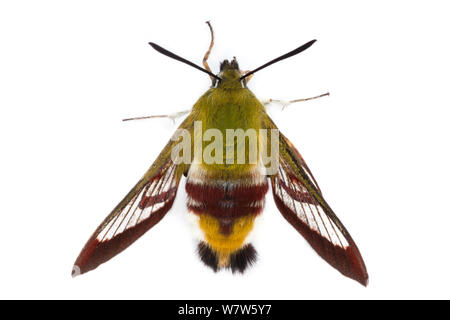 Ampio delimitato Bee Hawkmoth (Hemaris fuciformis), fotografata nel campo mobile studio su uno sfondo bianco. Surrey, Regno Unito. Giugno. Foto Stock