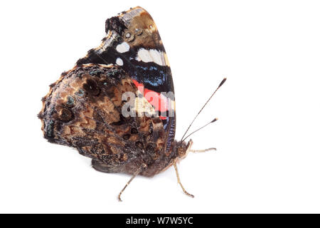 Red Admiral butterfly (Vanessa Atalanta) fotografato nel campo mobile studio su uno sfondo bianco. Parco Nazionale di Peak District, Derbyshire, Regno Unito. Settembre. Foto Stock