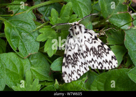 Archi nero tarma (Lymantria monacha) maschio, Surrey, Regno Unito. Agosto. Foto Stock