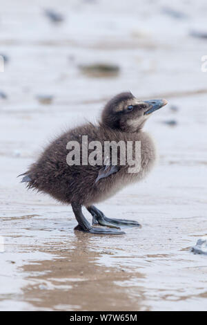 Eider anatroccolo (Somateria mollissima) sulla spiaggia, Northumberland, Regno Unito. Maggio. Foto Stock