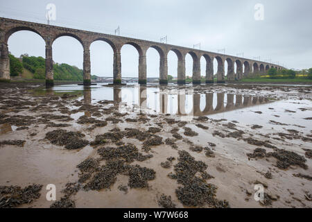 Il fango di estuario esposti a bassa marea sotto il confine reale ponte sul fiume Tweed, Berwick upon Tweed, Northumberland, Regno Unito. Foto Stock