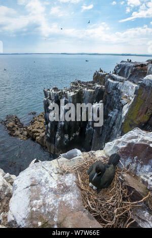 Il marangone dal ciuffo (phalacrocorax aristotelis) sul nido, farne Islands, Northumberland, Regno Unito. Maggio Foto Stock